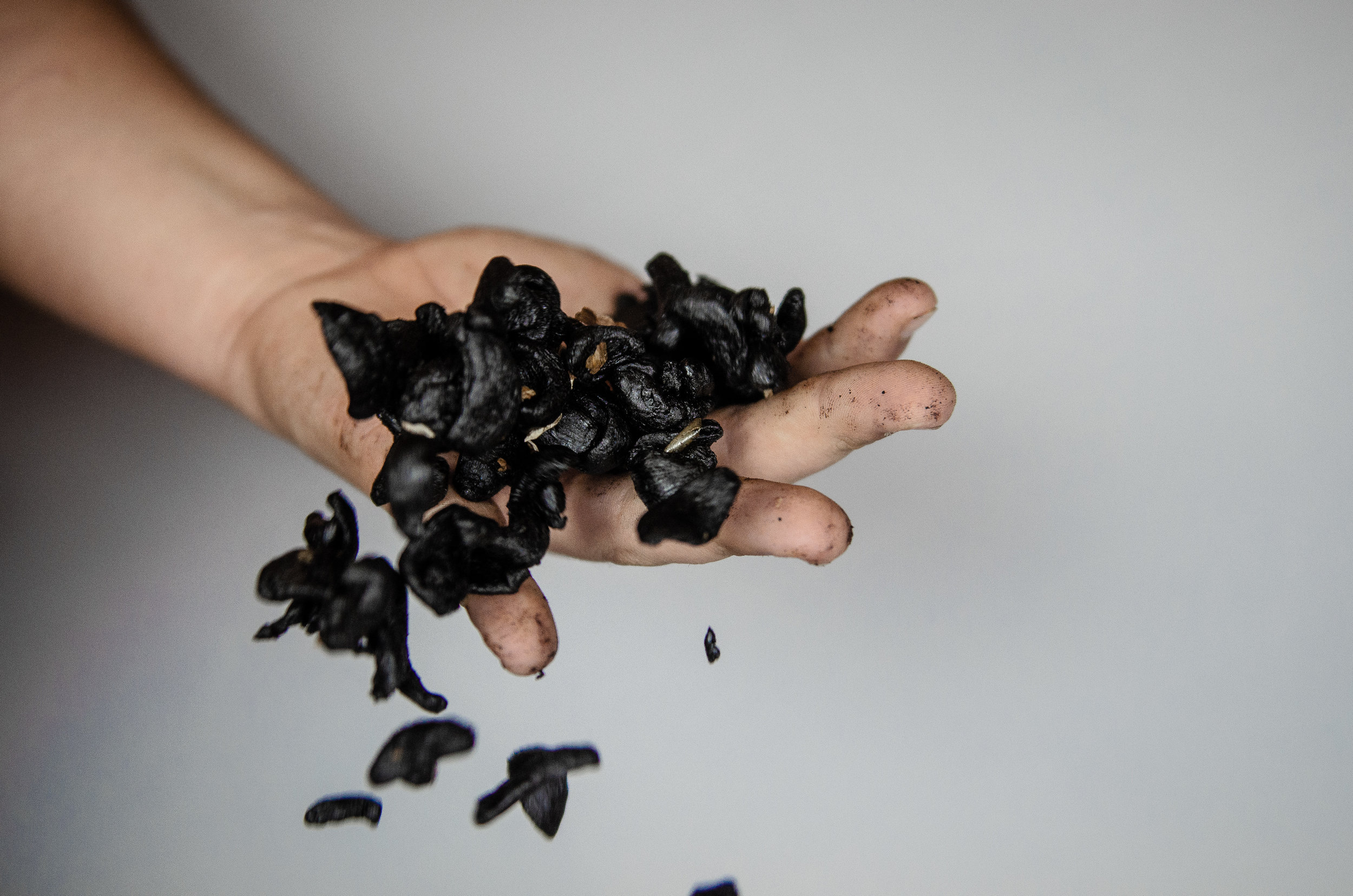Recipe of the Week: Black Garlic Simple Syrup