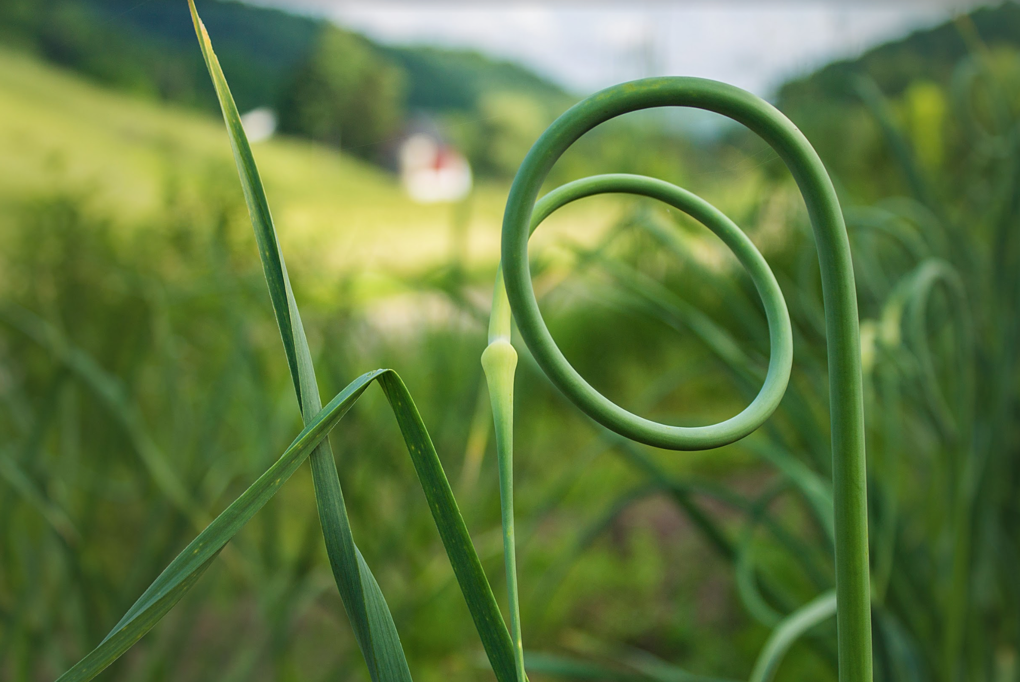 Garlic Scapes: Farmers Market Gems