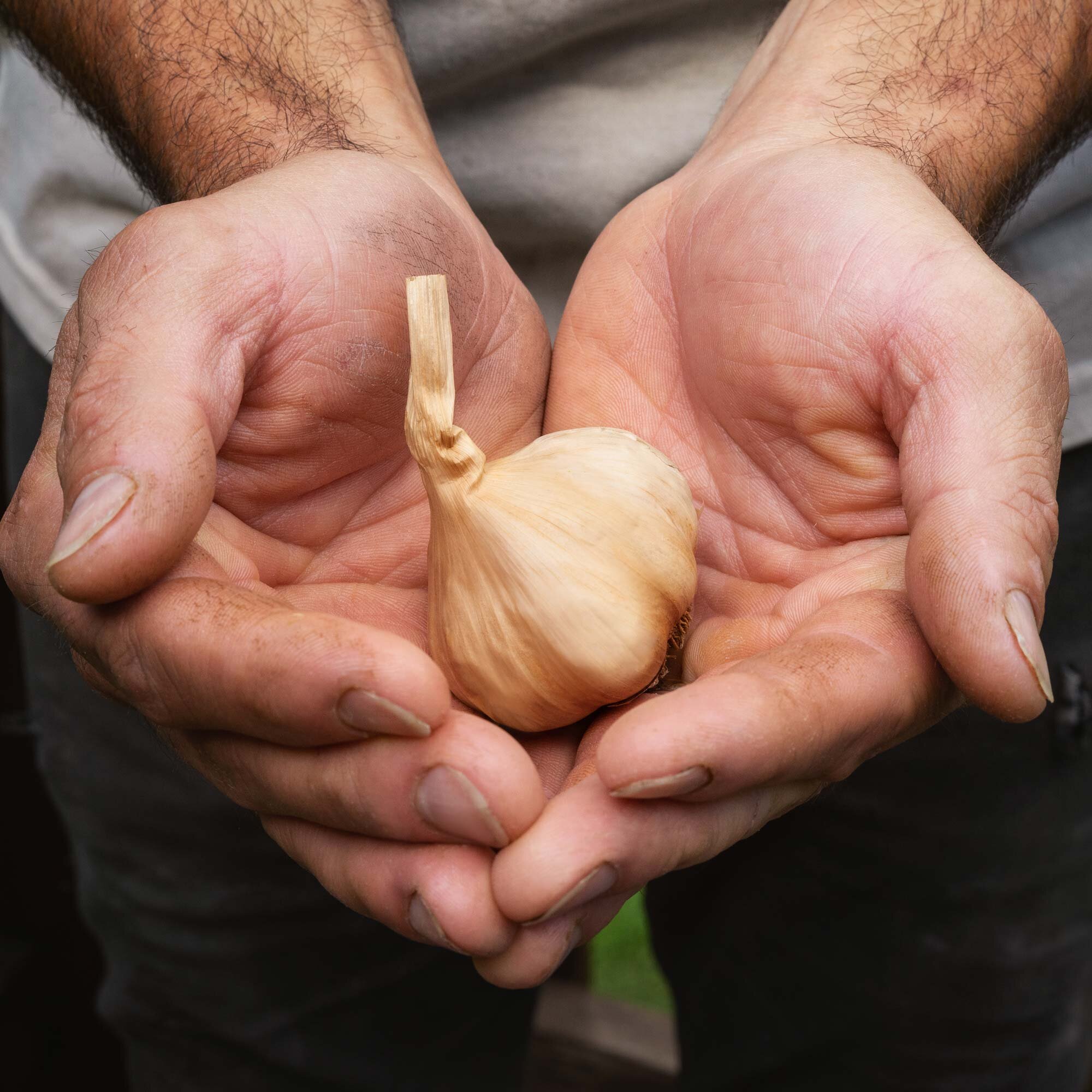 Black Garlic Whole Bulbs – (2 Packs of 2 Bulbs)