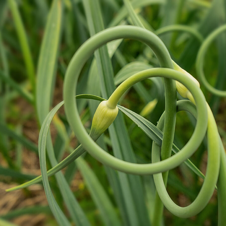 Dehydrated Garlic Scapes – 3.3 oz Shaker